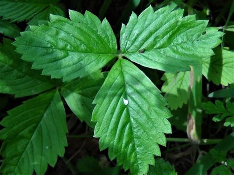 Wild Strawberry Fragaria Vesca