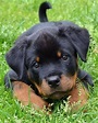 rottweiler rottweilersofinstagram rottweilerpuppy cutie puppy | Cute ...