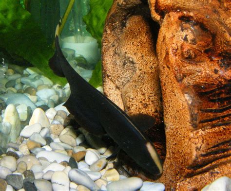 Black Ghost Knifefish Apteronotus Albifrons Photos Ratemyfishtank Com