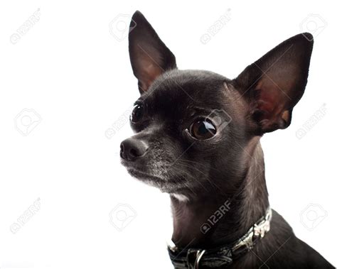 50 Most Adorable Black Chihuahua Dog Photos And Images