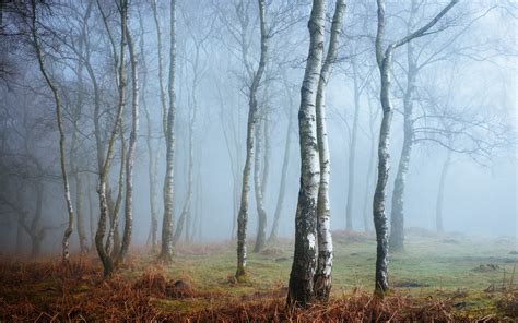 Wallpaper England Peak District Derbyshire Birch Forest Fog