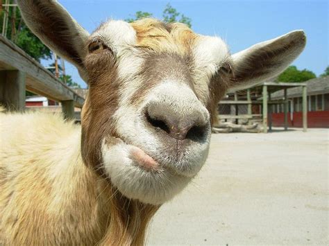 Undefined Funny Goat Pictures Goats Funny Animals