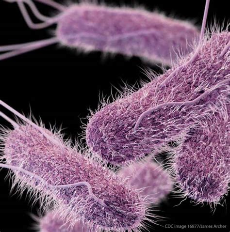 Their principal habitat is the intestinal tract of humans and other animals. Salmonella Lawsuit: 5 Reasons You Should Sue Now