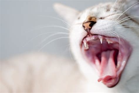 Cat Scent Glands In Mouth Cat Meme Stock Pictures And Photos