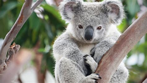Do Koalas Have Pouches Animal Hype