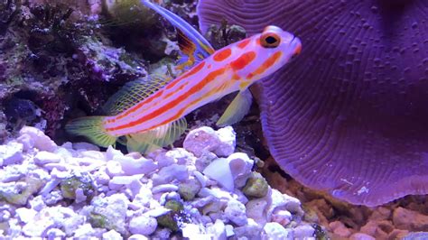 Orange Striped Shrimp Goby Taxonomy Kingdom Animalia Phyl Flickr