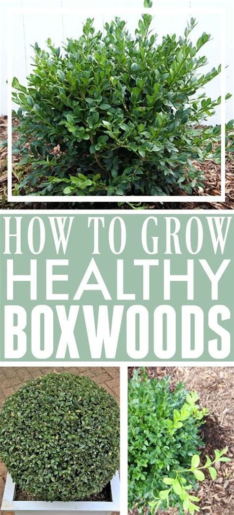 How To Grow Boxwoods The Creek Line House Boxwood Garden Outdoor