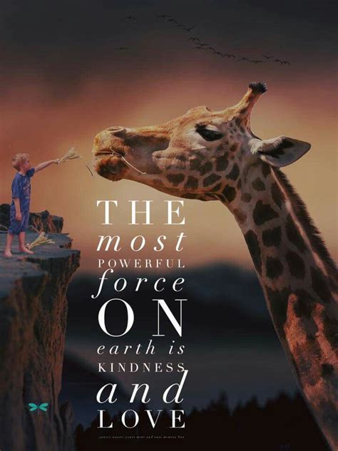 Pin By Soomal Mari On Memory Box Giraffe Quotes Giraffe Pictures