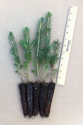 Colorado Blue Spruce Plug Seedlings Evergreen Trees For Sale