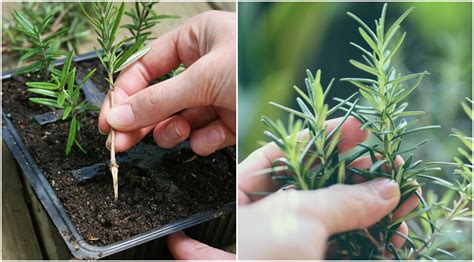 How To Grow Rosemary From Seed Or Cuttings Everything You Need To Know