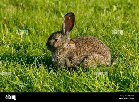 Conejo Europeo Oryctolagus Cuniculus Fotografías E Imágenes De Alta