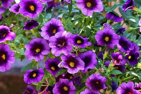 Flowering plants that pair well with petunias | Pansy Maiden