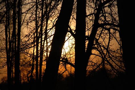 Free Images Tree Nature Forest Branch Silhouette Light Sun