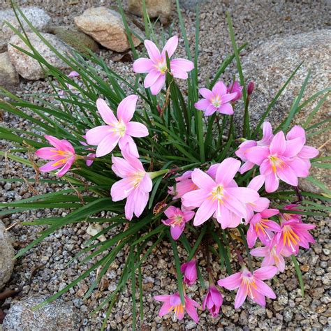 Pink Desert flowers | Desert flowers, Desert plants, Pink desert