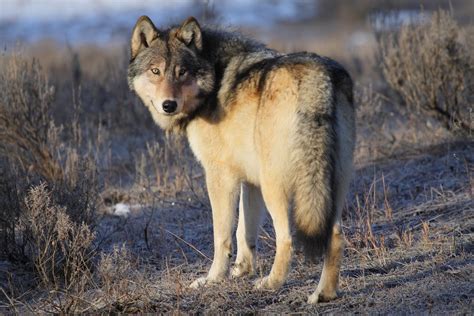 Reintroduction Of Wolves To Yellowstone Led To Unexpected Ecological