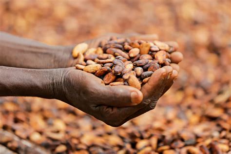 Understanding End To End Cocoa Traceability And The Multitrace Platform