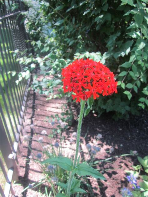 Tall Red Flower Flowers Forums