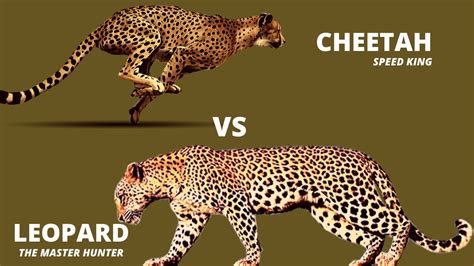 Difference Between Cheetah Leopard Home Design Ideas