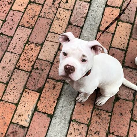 White Red Nose Pitbull Puppies Price Genetics And Temperament