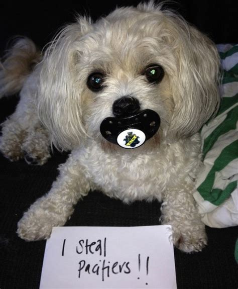 Ten Of The Very Best Examples Of Dog Shaming Youll Ever See