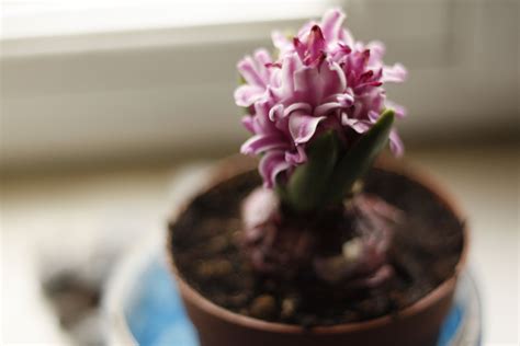 The Gentle Art Of Forcing Bulbs Coax Spring Bulbs To Flower Indoors