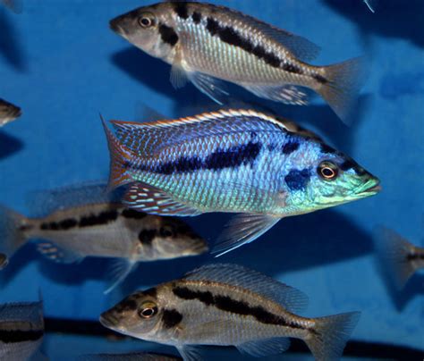 Mylochromis Spec Mchuse 10cm Very Rare Africa Premium Offspring