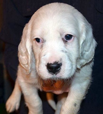 See more ideas about puppies, english setter puppies, english setter. Llewellin (English) Setter Pup For Sale - Rare for Sale in Siletz, Oregon Classified ...