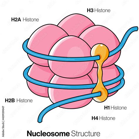 Structure Of Histone Protein And Dna Complex Illustration Stock Vector