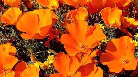 California 2023 Poppies Super Bloom In Antelope Valley Youtube