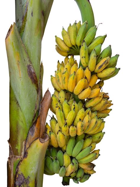Banana Tree With A Bunch Of Ripe Yellow Bananas Stock Image Image Of