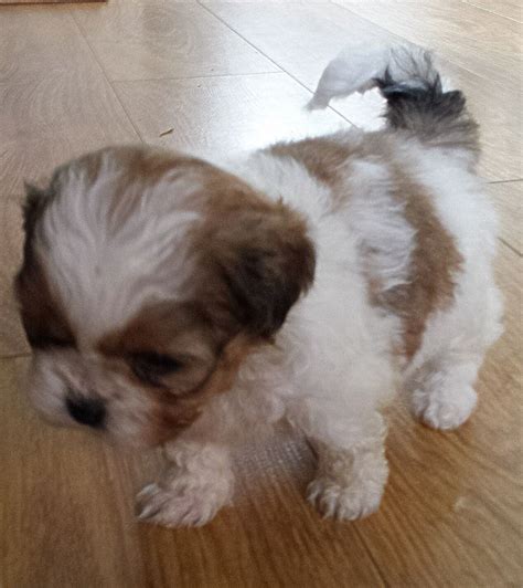 Beautiful Teddy Bear Puppies Shih Tzu X Bichon