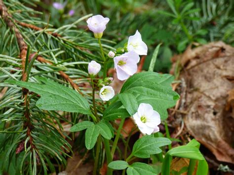 Wildflowers Spring Woodland Wildflowers