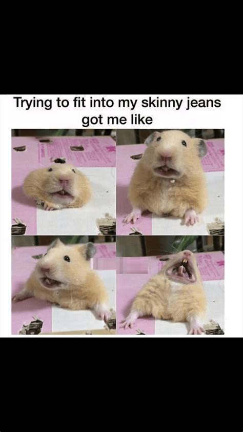 29 Of The Cutest Hamster Memes We Could Find Artofit