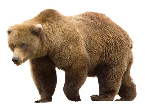 Bear Png Image For Free Download