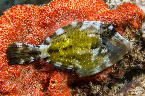 Spectacled Filefish Facts And Photographs Seaunseen
