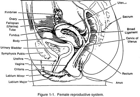 [diagram] labelled diagram of female reproductive system 174 138 63 91