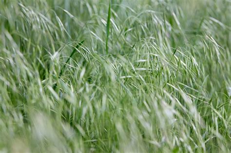 What Grass Species Are Best For Your Hayfield Or Pasture Agnews