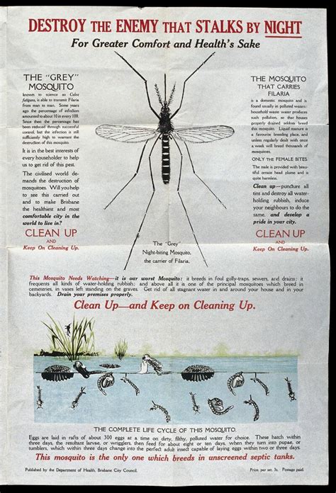 Australian Public Health Information Poster On The Tiger Mosquito And