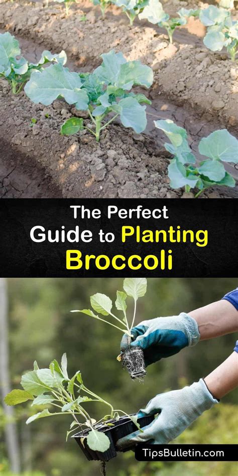 Companion Planting Broccoli Best Companion Plants For Broccoli Artofit