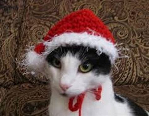 Ten Cats In Santa Hats To Make Anyone Smile This Festive Season