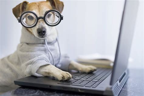 In its making, there is a clear tempered glass with a black border for conveying safety. Adorable Dog In Glasses Working With Computer Stock Photo ...