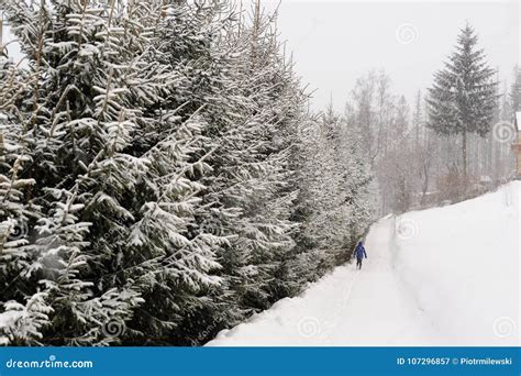A Snowy Path Lined With Spruce Trees In Southern Poland During Snow