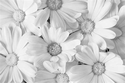 Download White Flower Background