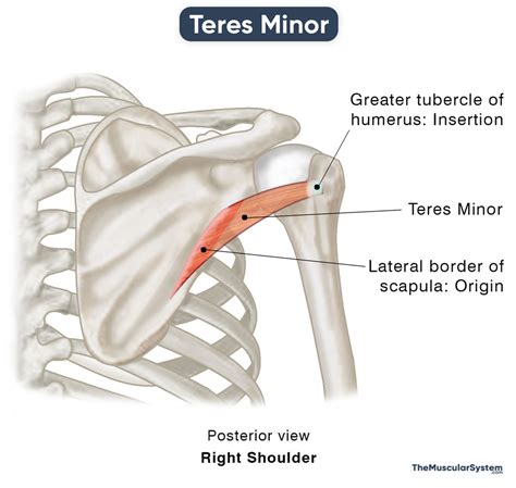 Teres Minor Action Origin And Insertion Innervation And Diagram