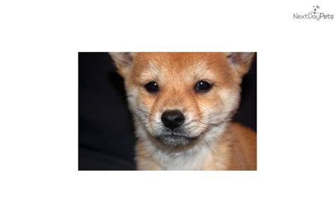Akc Female Mini Shiba 1400 Shiba Inu Puppy For