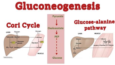 Gluconeogenesis Introduction Cori Cycle Gluconeogenesis From Lactate