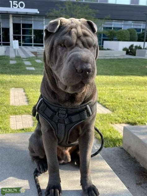 Blue Shar Pei For Stud Service Stud Dog In California United States