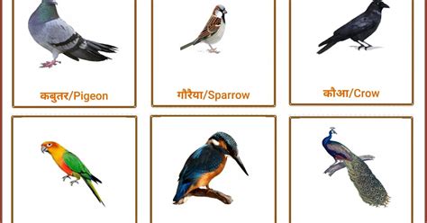 50 Birds Name In Hindi And English पक्षियों के नाम हिंदी और इंग्लिश मे