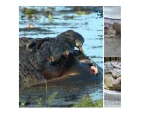 Zimbabwean Pastor Eaten By Crocodiles While Trying To Walk On Water Like Jesus NAIJA FM