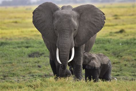 African Elephant And Its Calf Pixahive